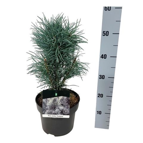 Pinus sylvestris 'Фастигиата'
