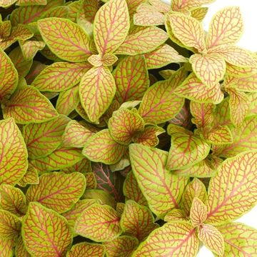 Fittonia MOSAIC SKELETON