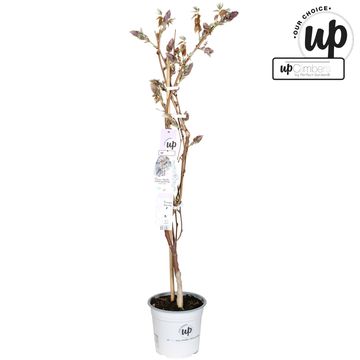 Wisteria 'Blue Waterfall'