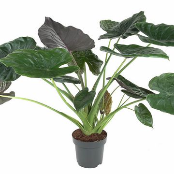 Alocasia wentii