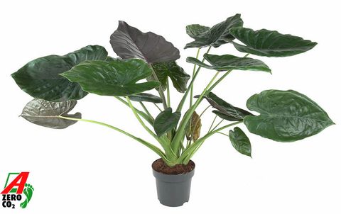 Alocasia wentii