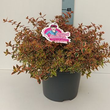 Abelia x grandiflora 'Lady Peach'