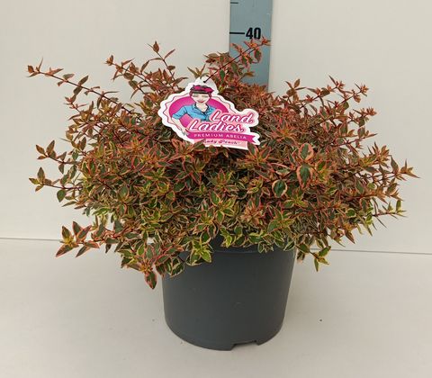 Abelia x grandiflora 'Lady Peach'