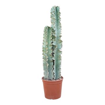Euphorbia ingens marmorata