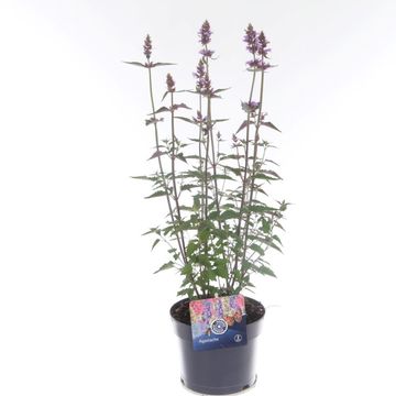Agastache 'Blue Fortune'