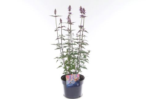 Agastache 'Blue Fortune'