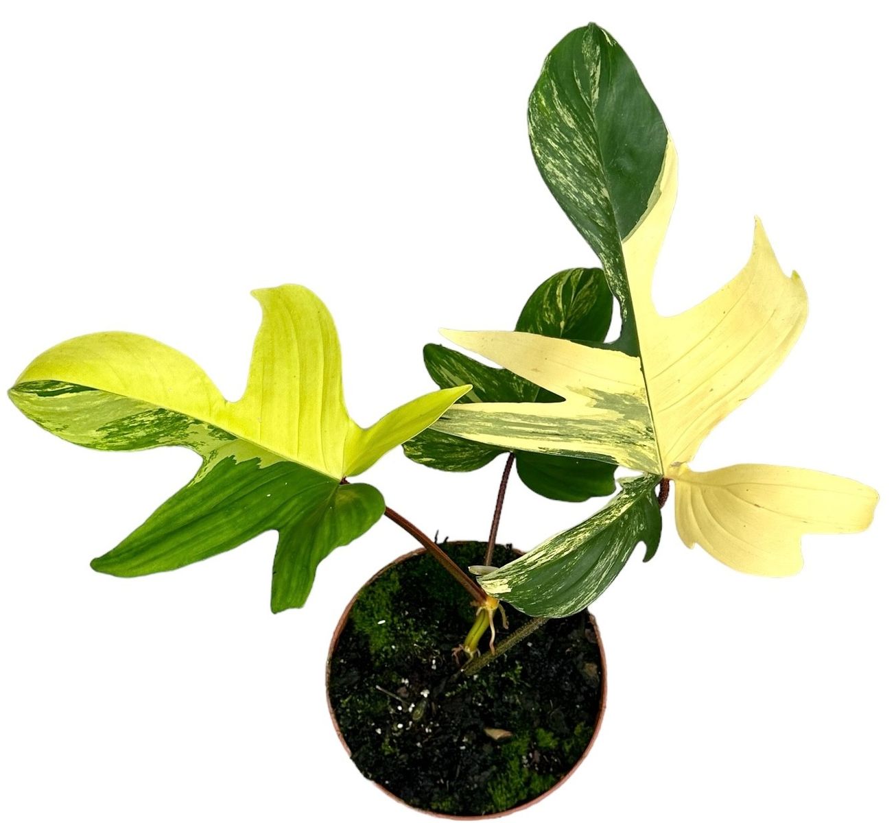 single plant stands Butterfly Adjustable Plant Stand main image 1