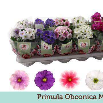 Primula obconica SWEET KISSES AMORE MIX