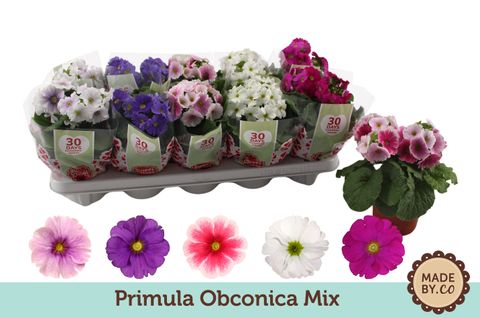 Primula obconica SWEET KISSES AMORE MIX