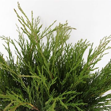 Juniperus sabina