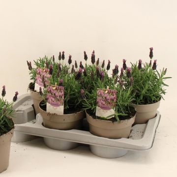 Lavandula stoechas 'Toscane'