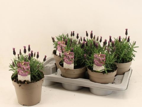 Lavandula stoechas 'Toscane'