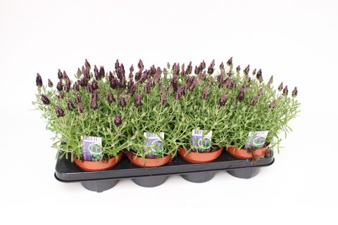 Lavandula stoechas 'Great Adventure'