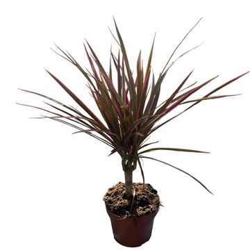 Dracaena marginata 'Colorama'