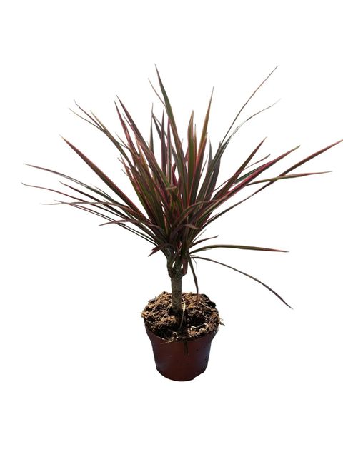 Dracaena marginata 'Colorama'