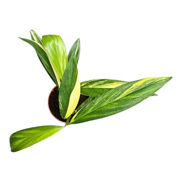 Epipremnum amplissimum 'Variegata'