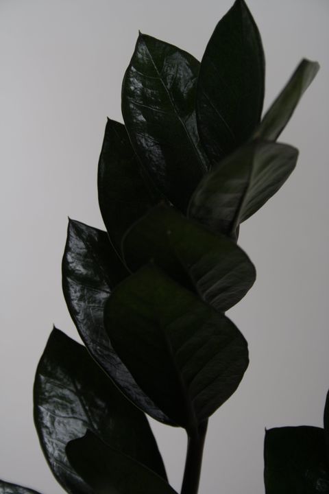 Zamioculcas zamiifolia SUPER NOVA