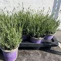 Lavandula angustifolia 'Хидкот'