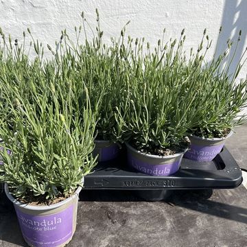 Lavandula angustifolia 'Hidcote'