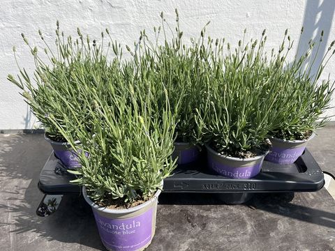 Lavandula angustifolia 'Hidcote'