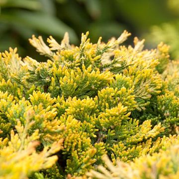 Juniperus horizontalis 'Golden Carpet'