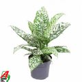 Dieffenbachia 'White Etna'