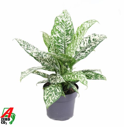 Dieffenbachia 'White Etna'