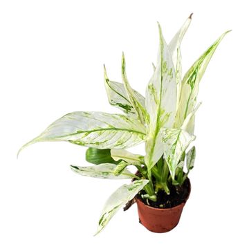 Spathiphyllum 'Snow Feather'
