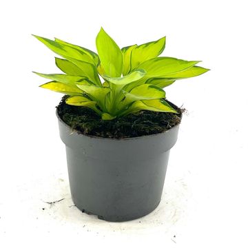 Hosta 'Rainforest Sunrise'