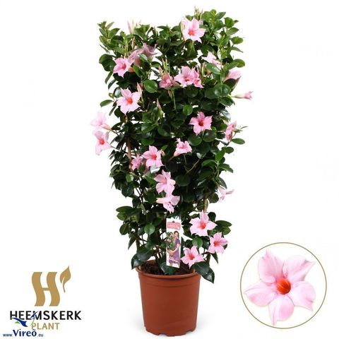 Mandevilla SUNDAVILLE CREAM PINK — Plantegrossist FlorAccess