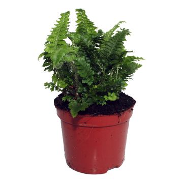 Dryopteris affinis 'Crispa Congesta'