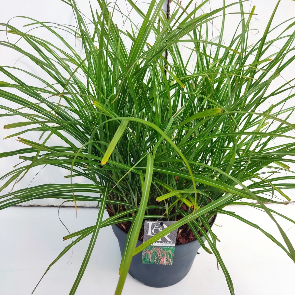 Miscanthus sinensis 'Flamingo' — Plant Wholesale FlorAccess