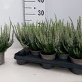 Calluna vulgaris BEAUTY LADIES VERENKA