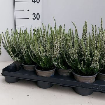 Calluna vulgaris BEAUTY LADIES VERENKA
