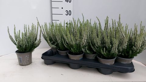 Calluna vulgaris BEAUTY LADIES VERENKA