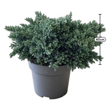 Juniperus squamata 'Blue Star'
