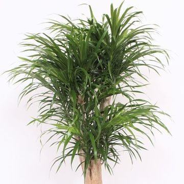 Dracaena reflexa 'Anita'