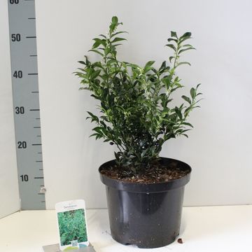 Sarcococca ruscifolia