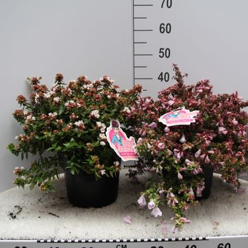 Abelia x grandiflora MIX