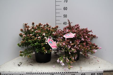 Abelia x grandiflora MIX