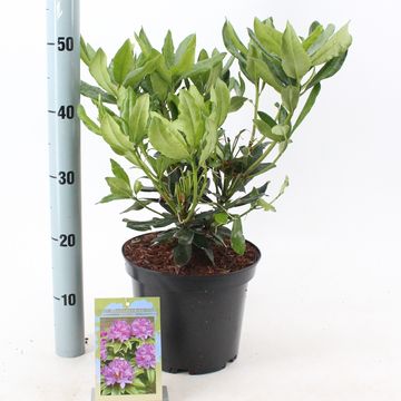 Rhododendron ponticum