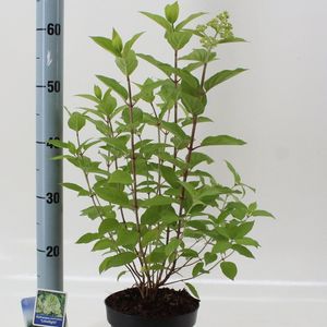 Hydrangea paniculata 'Limelight' (About Plants Zundert BV)