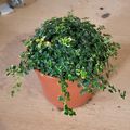 Thymus 'Doone Valley'
