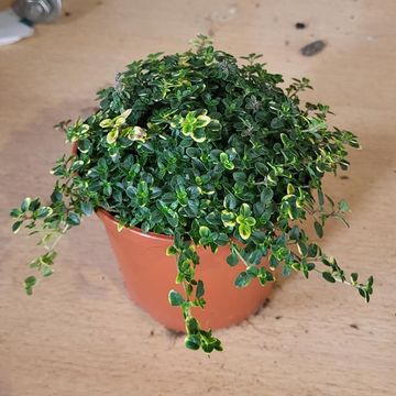 Thymus 'Doone Valley'