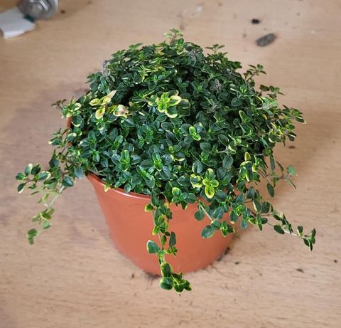 Thymus 'Doone Valley'