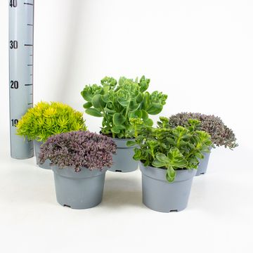 Sedum MIX