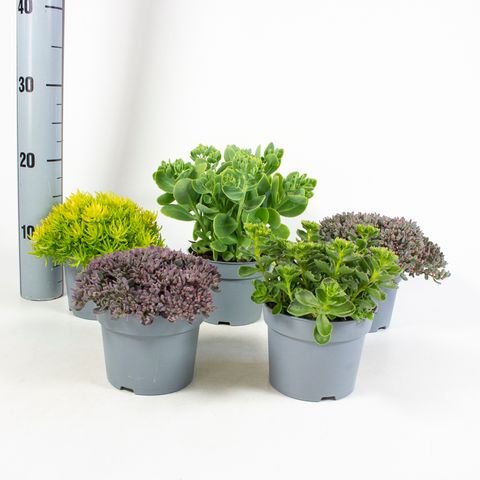 Sedum MIX