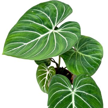 Filodendro gloriosum