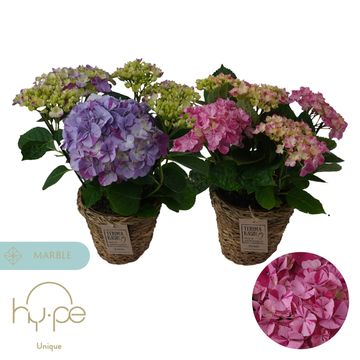 Hydrangea macrophylla CAMPINO MIX