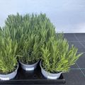 Lavandula angustifolia AROMANCE WHITE